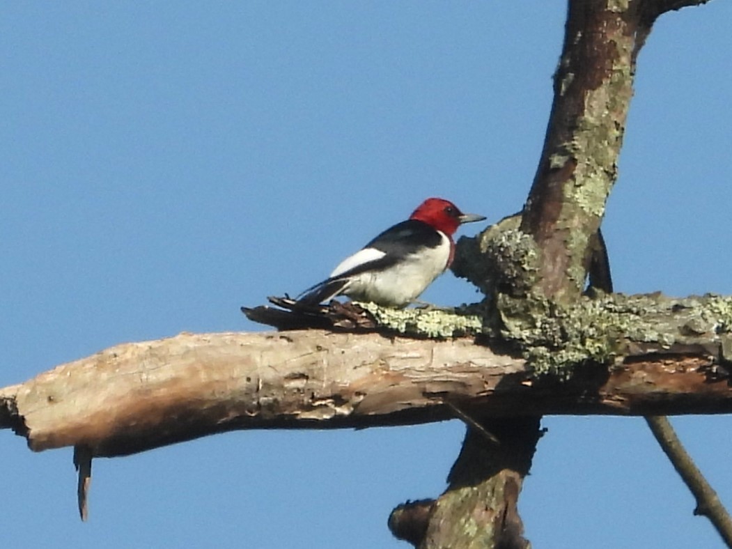 Red-headed Woodpecker - Bill Blauvelt