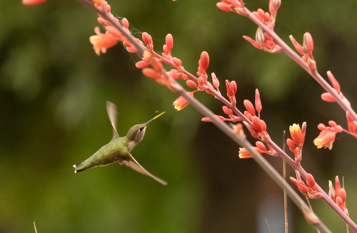 Colibrí Gorjinegro - ML619453942