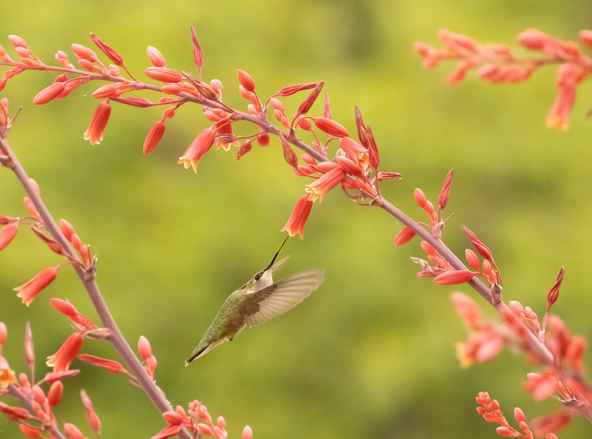 Colibri à gorge noire - ML619453943