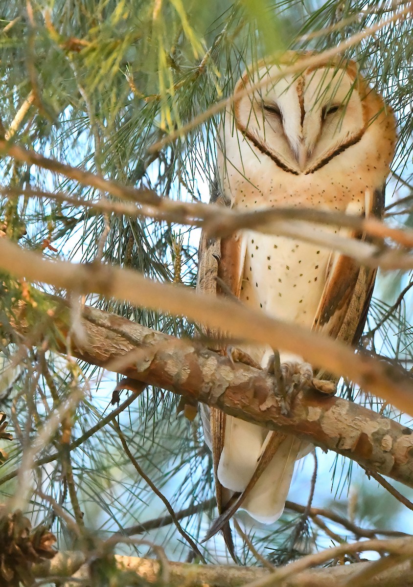 Barn Owl - Barbara Wise