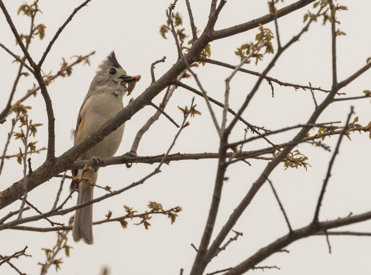 Black-crested Titmouse - Anne Heyerly