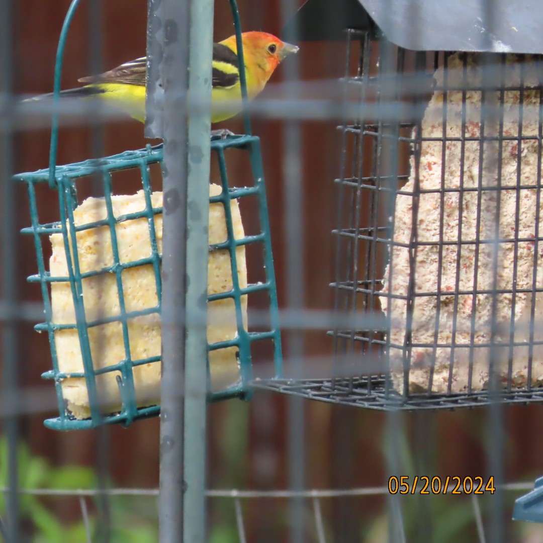 Western Tanager - Anonymous