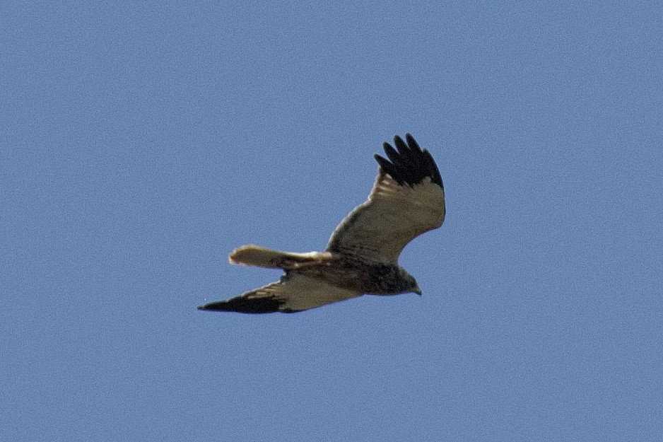 Western Marsh Harrier - Bruce Kerr