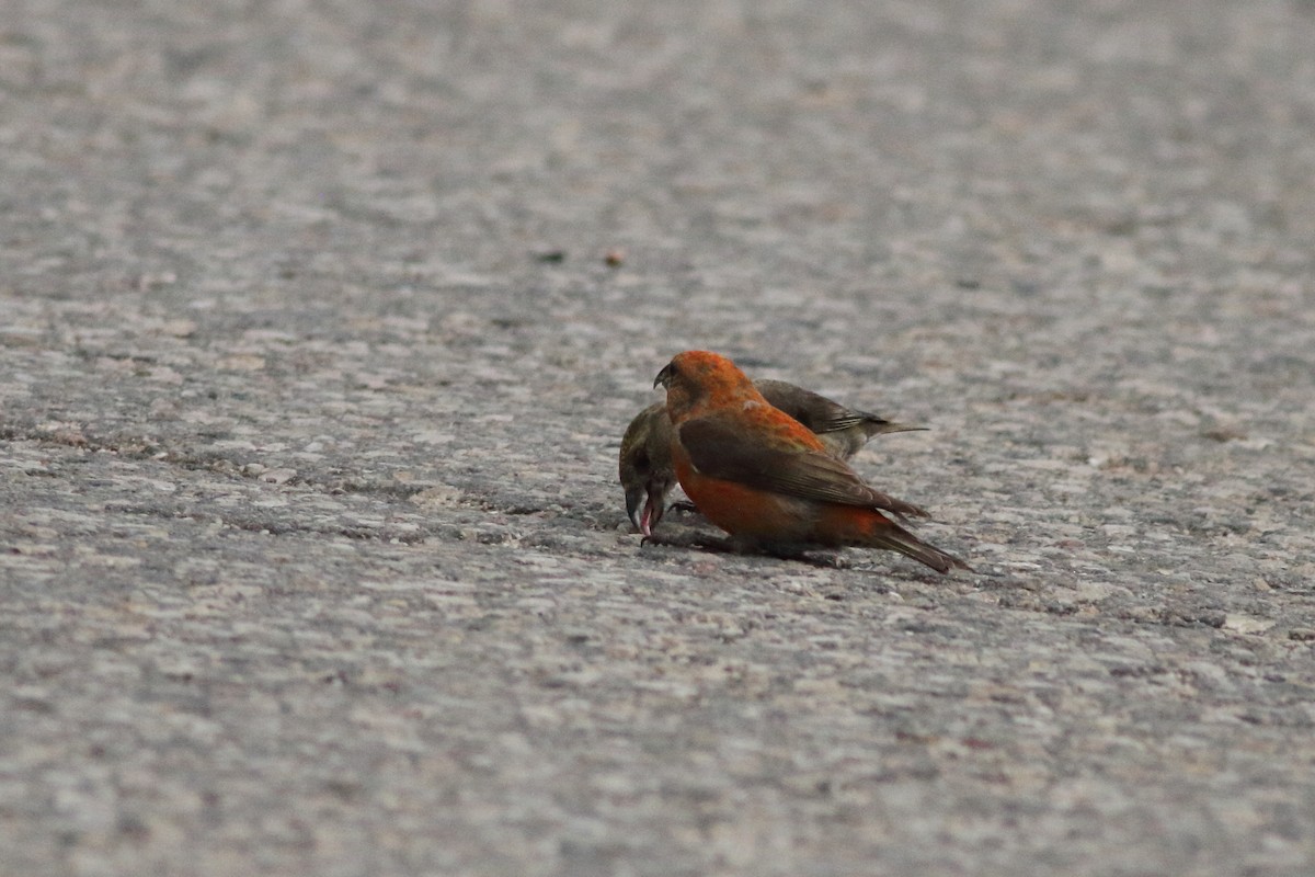 Red Crossbill - Anonymous