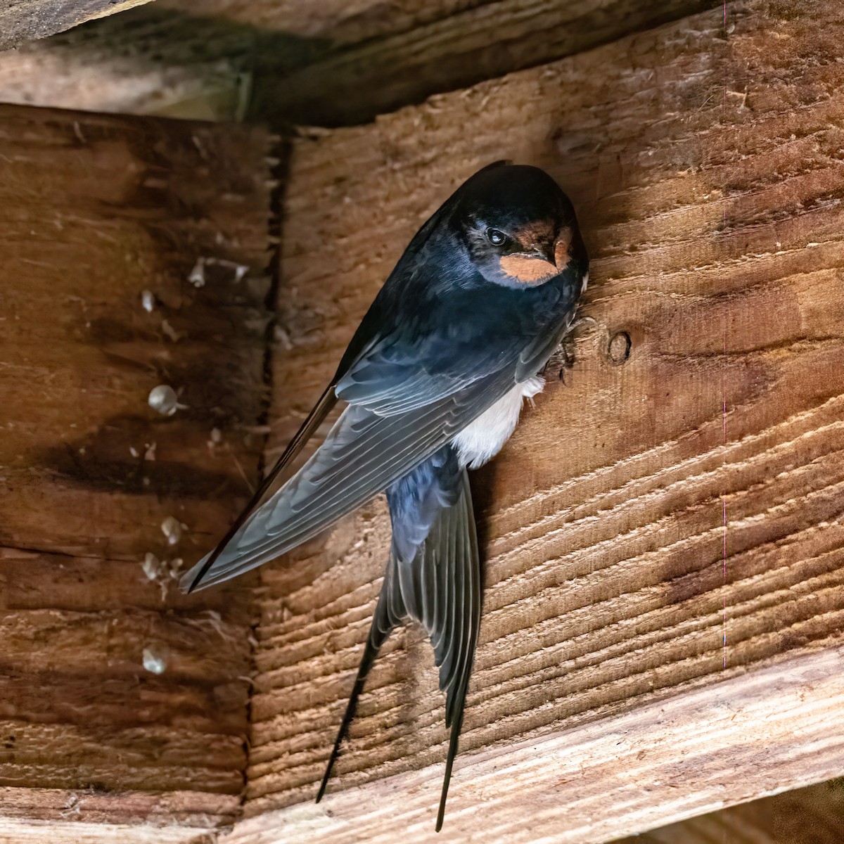 Barn Swallow - ML619453960