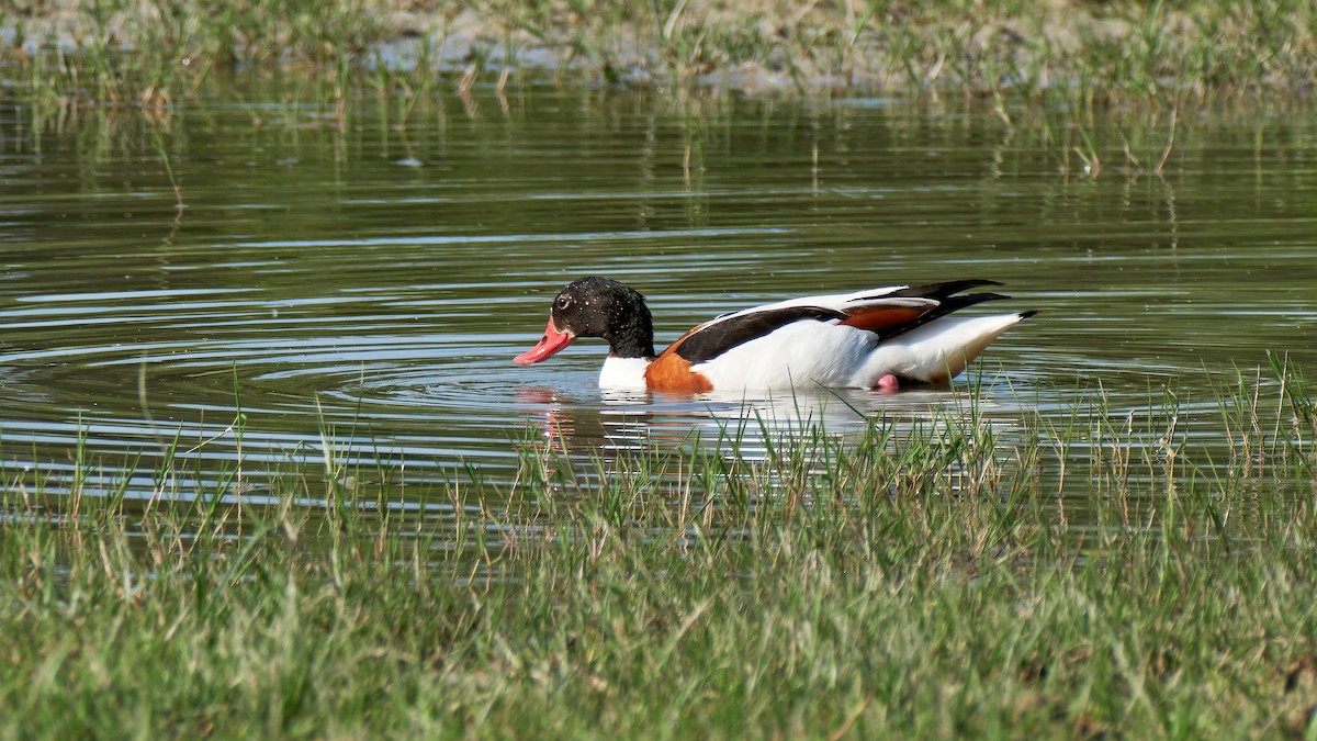 Common Shelduck - ML619453962