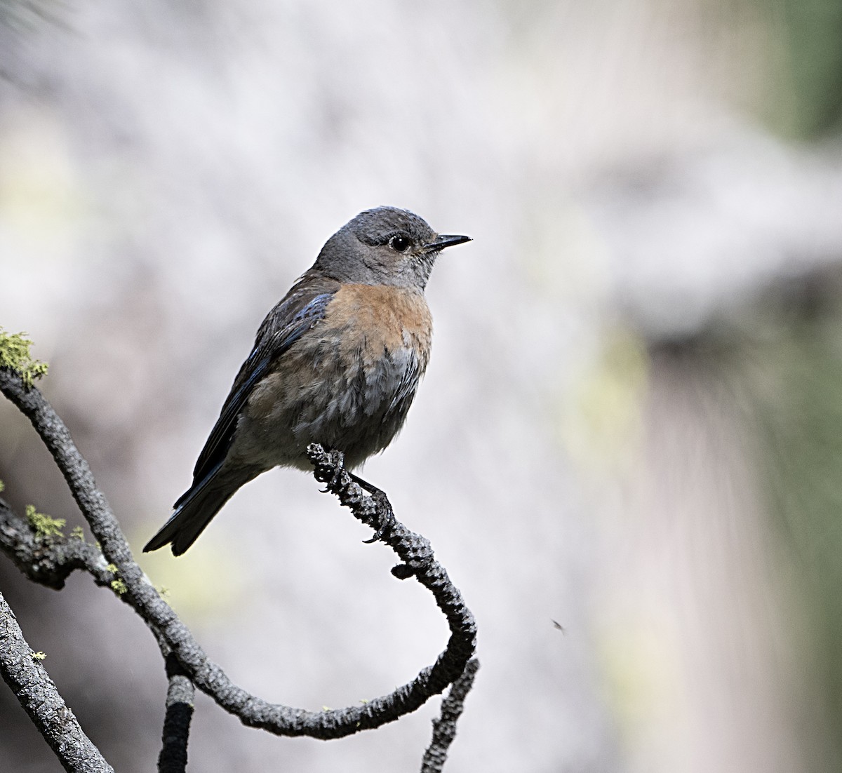 Western Bluebird - Terry  Hurst