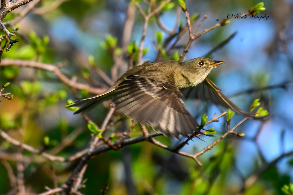 Alder Flycatcher - Heidi Murphy