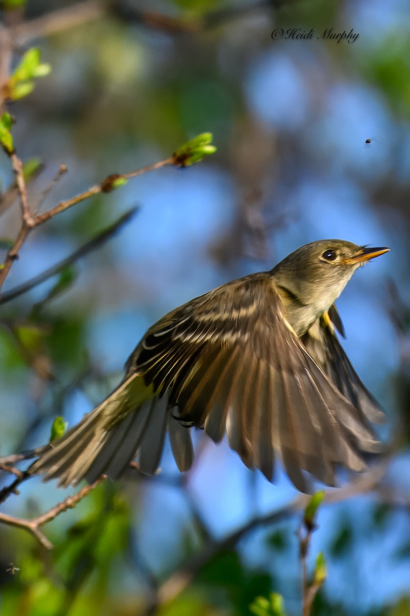 Alder Flycatcher - Heidi Murphy