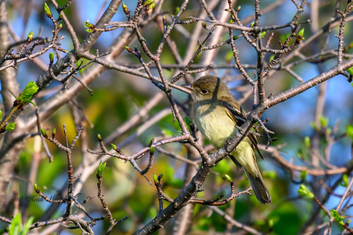 Alder Flycatcher - Heidi Murphy