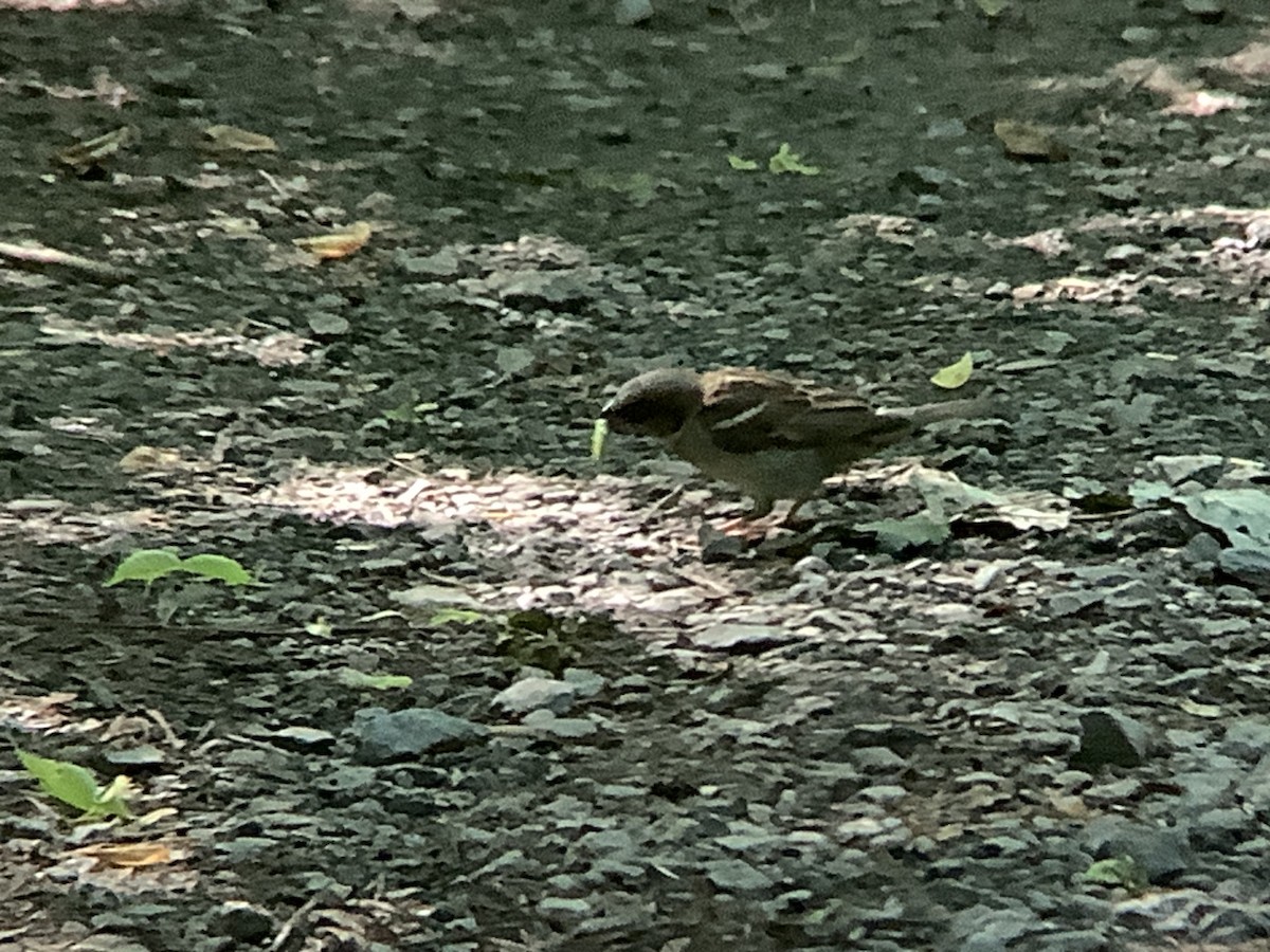 House Sparrow - Vivian Young