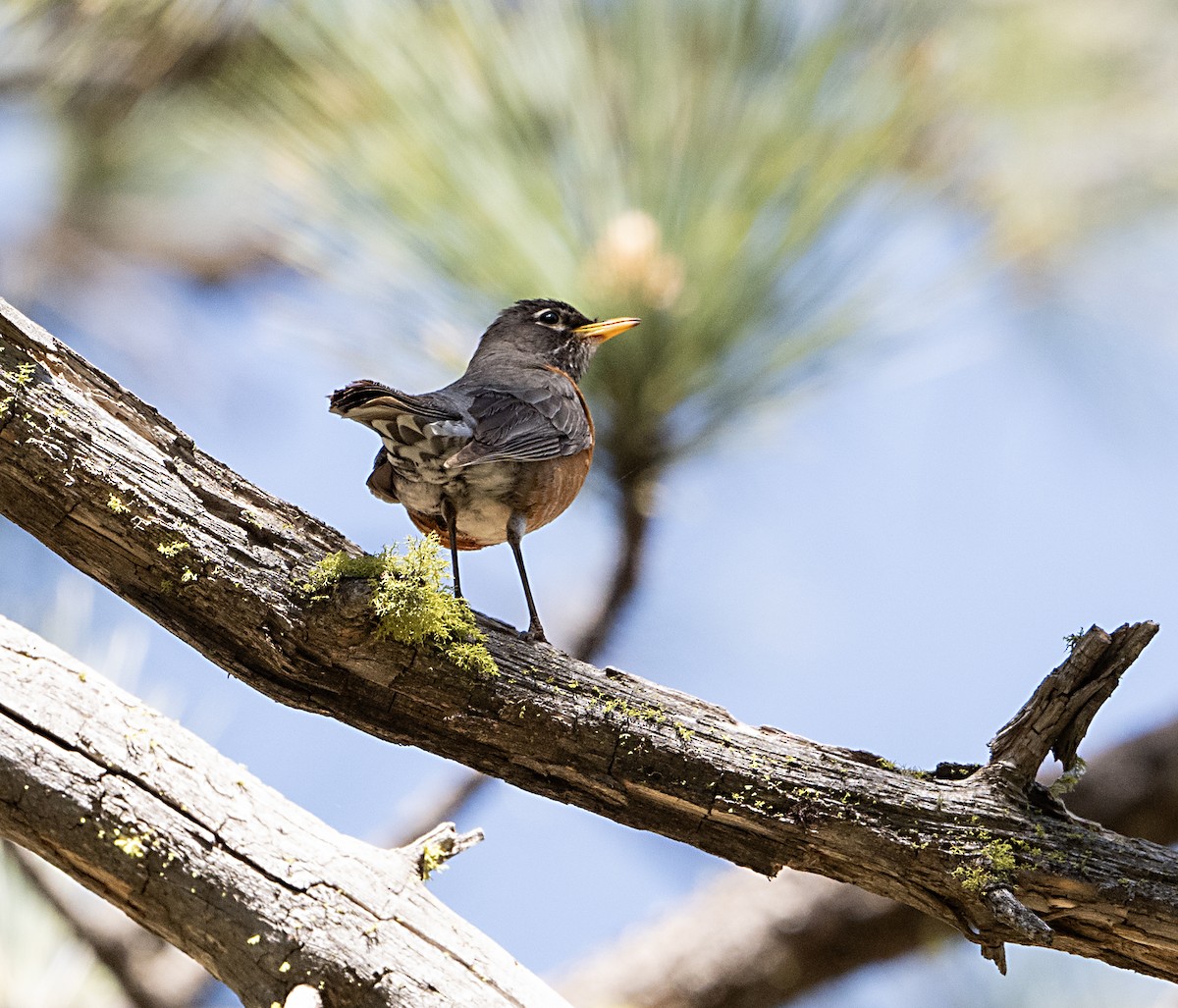 American Robin - ML619453977