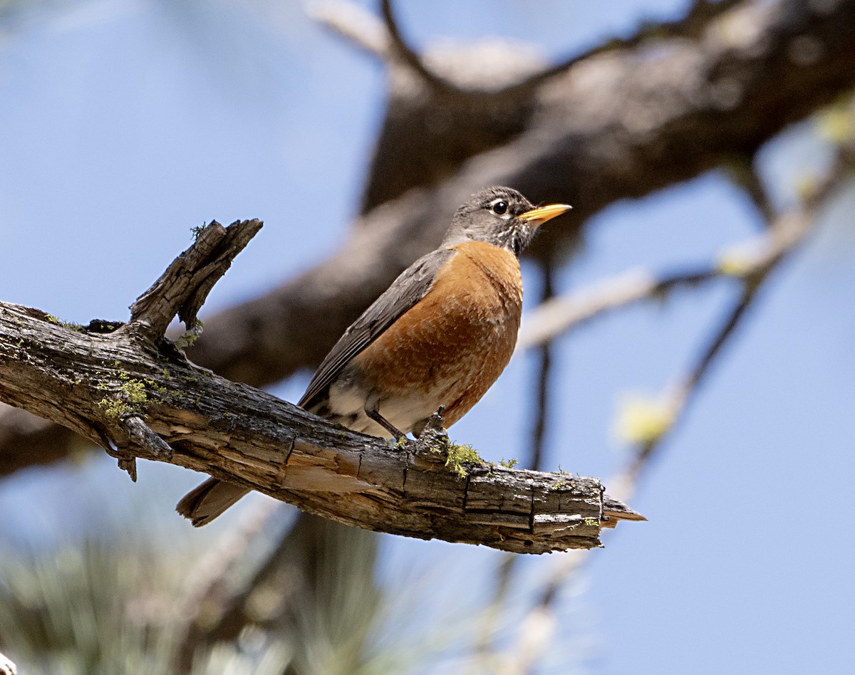 American Robin - ML619453978