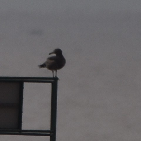 Olrog's Gull - Alejandro Figueroa Varela