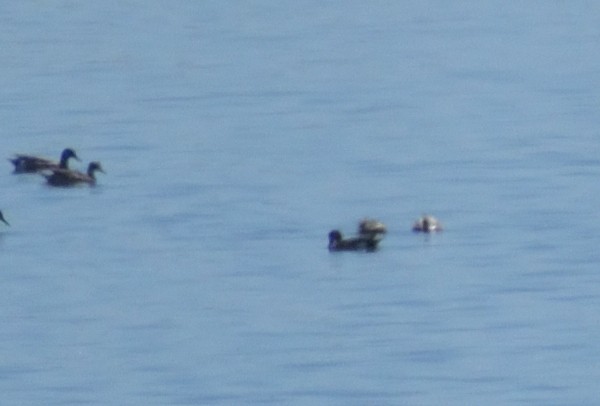 Blue-winged Teal - Robert Tonge