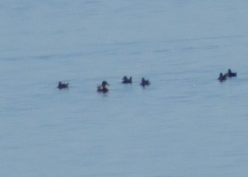 Ruddy Duck - Robert Tonge