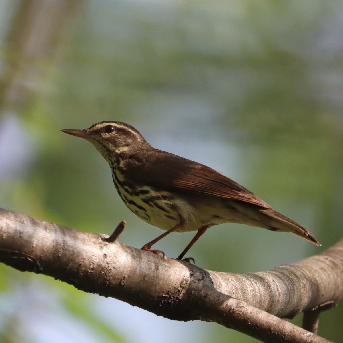 Northern Waterthrush - François Smith