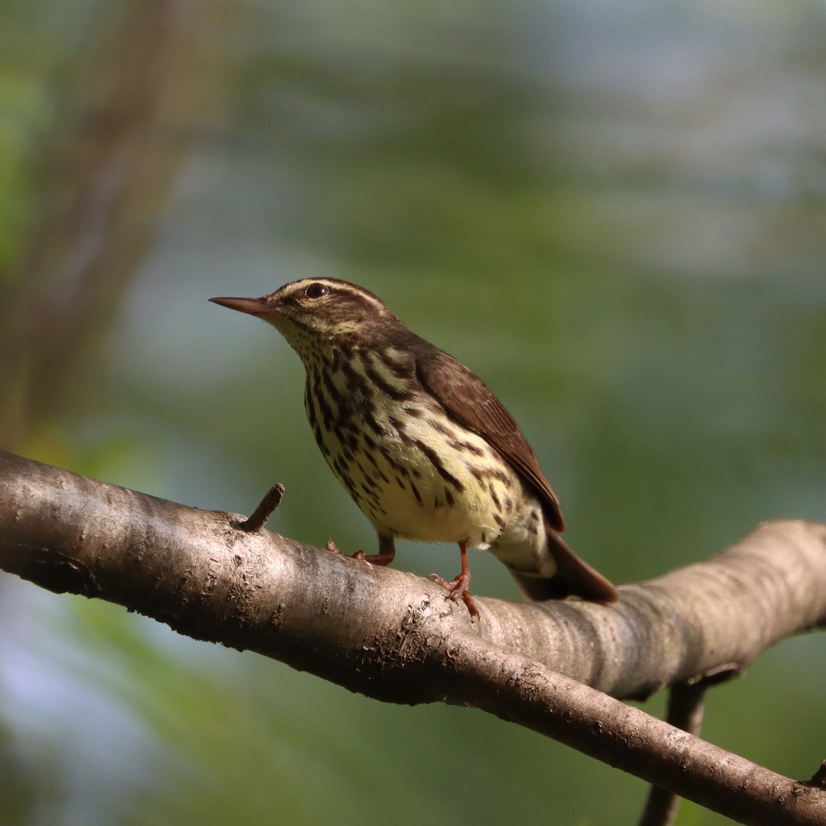 Northern Waterthrush - François Smith