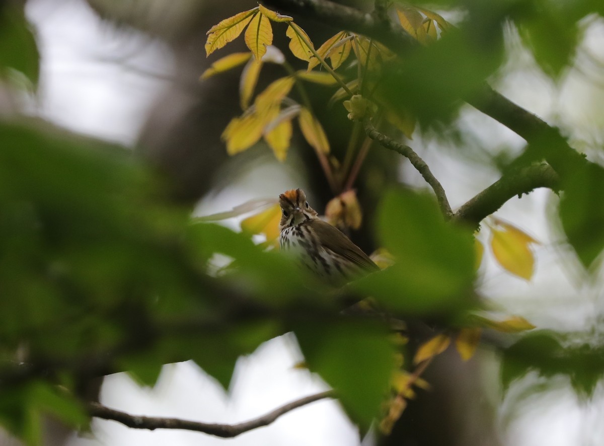 Ovenbird - Laurel Barnhill