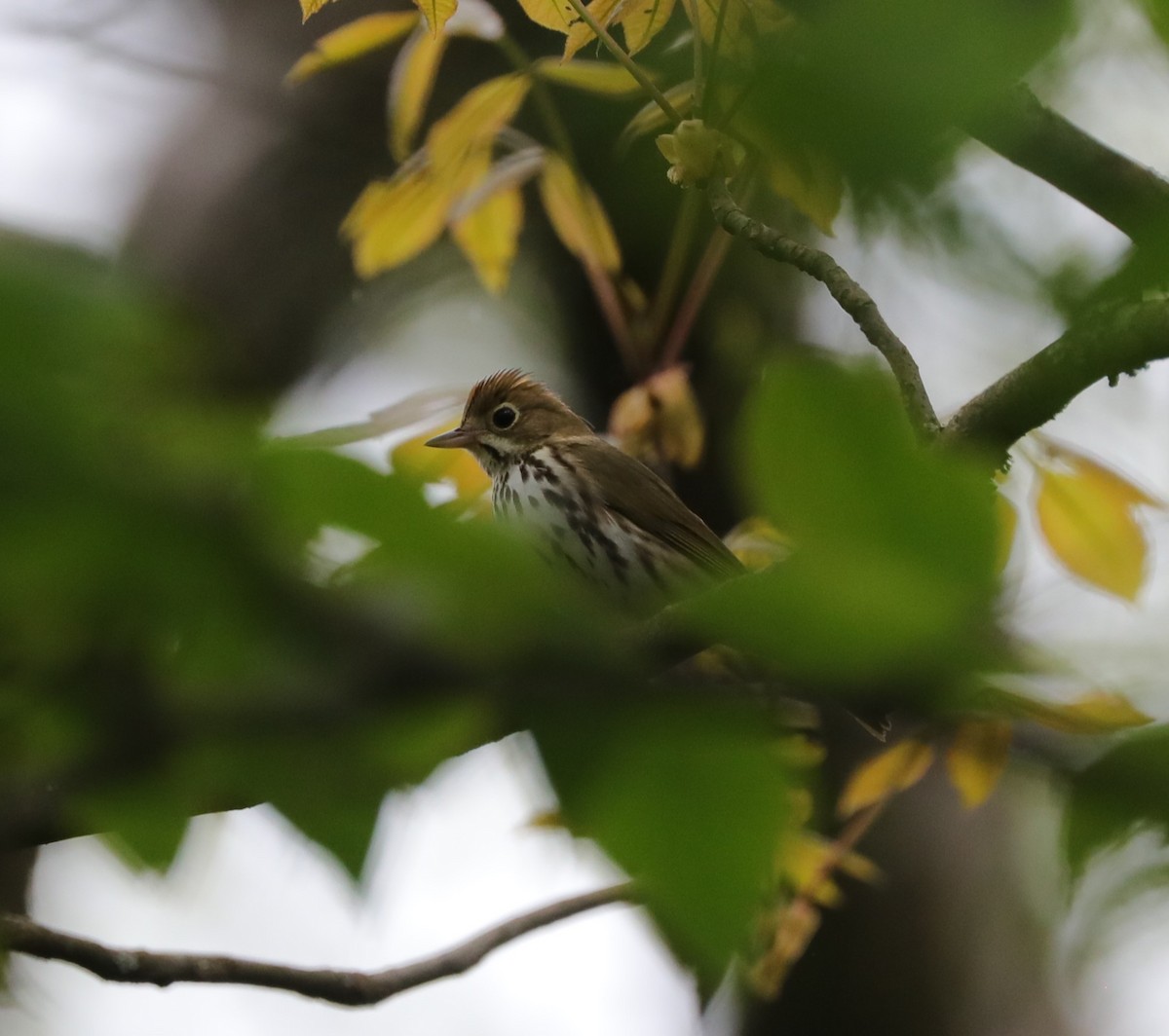 Ovenbird - Laurel Barnhill