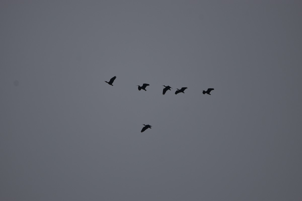 Bare-faced Ibis - Alejandro Figueroa Varela