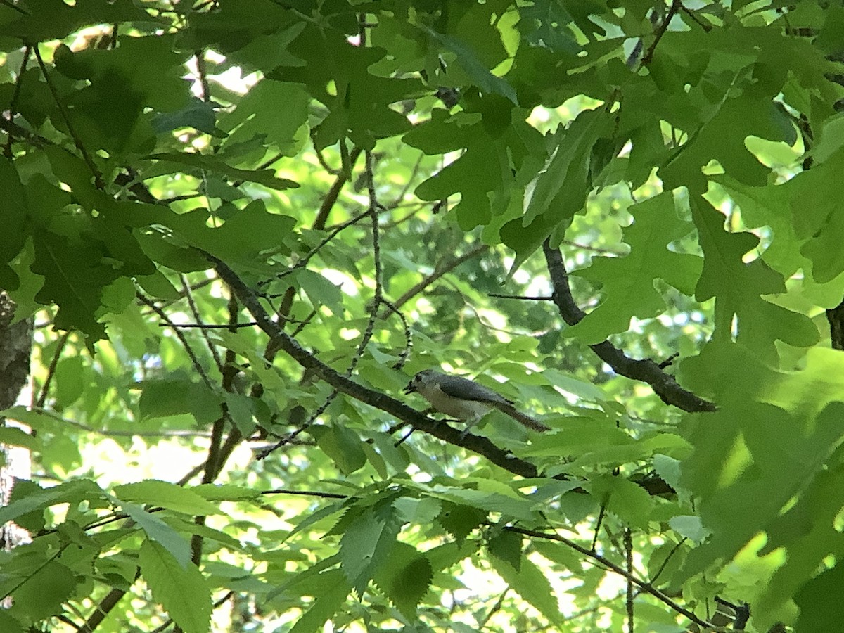 Tufted Titmouse - Vivian Young