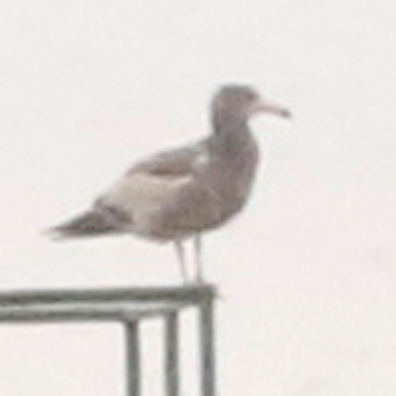 Olrog's Gull - ML619454054