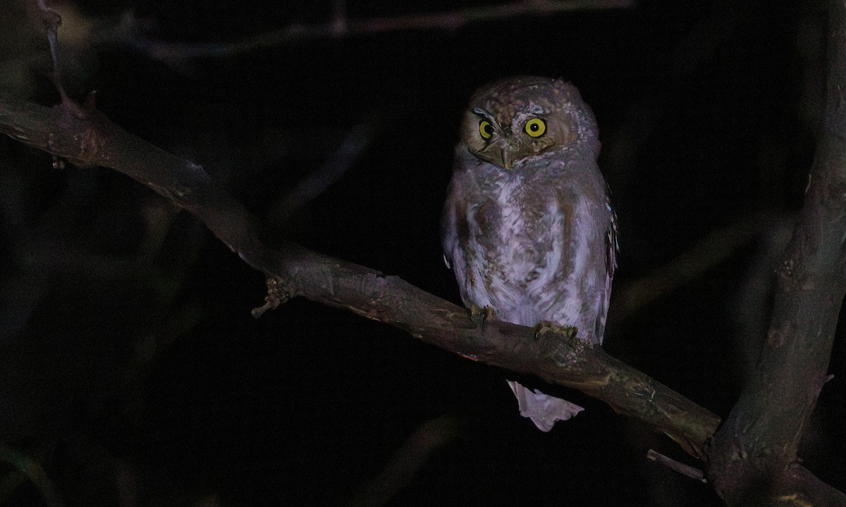 Elf Owl - Steve Kelling