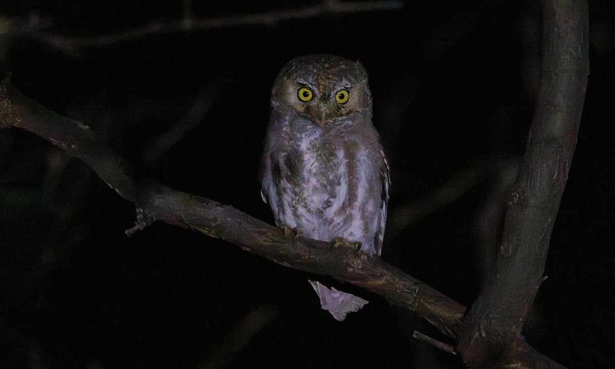 Elf Owl - Steve Kelling