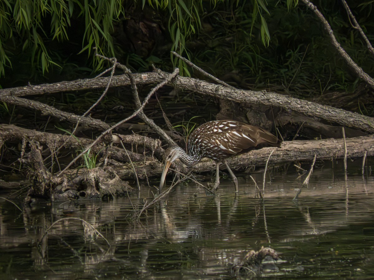 Limpkin (Speckled) - Trevor Leitz