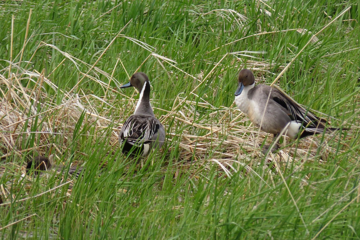 Northern Pintail - Shane Dollman