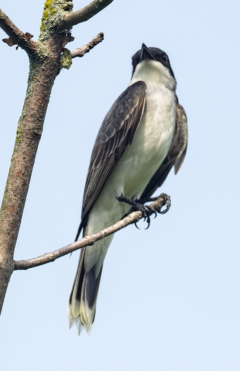 Eastern Kingbird - Lynn Chapman