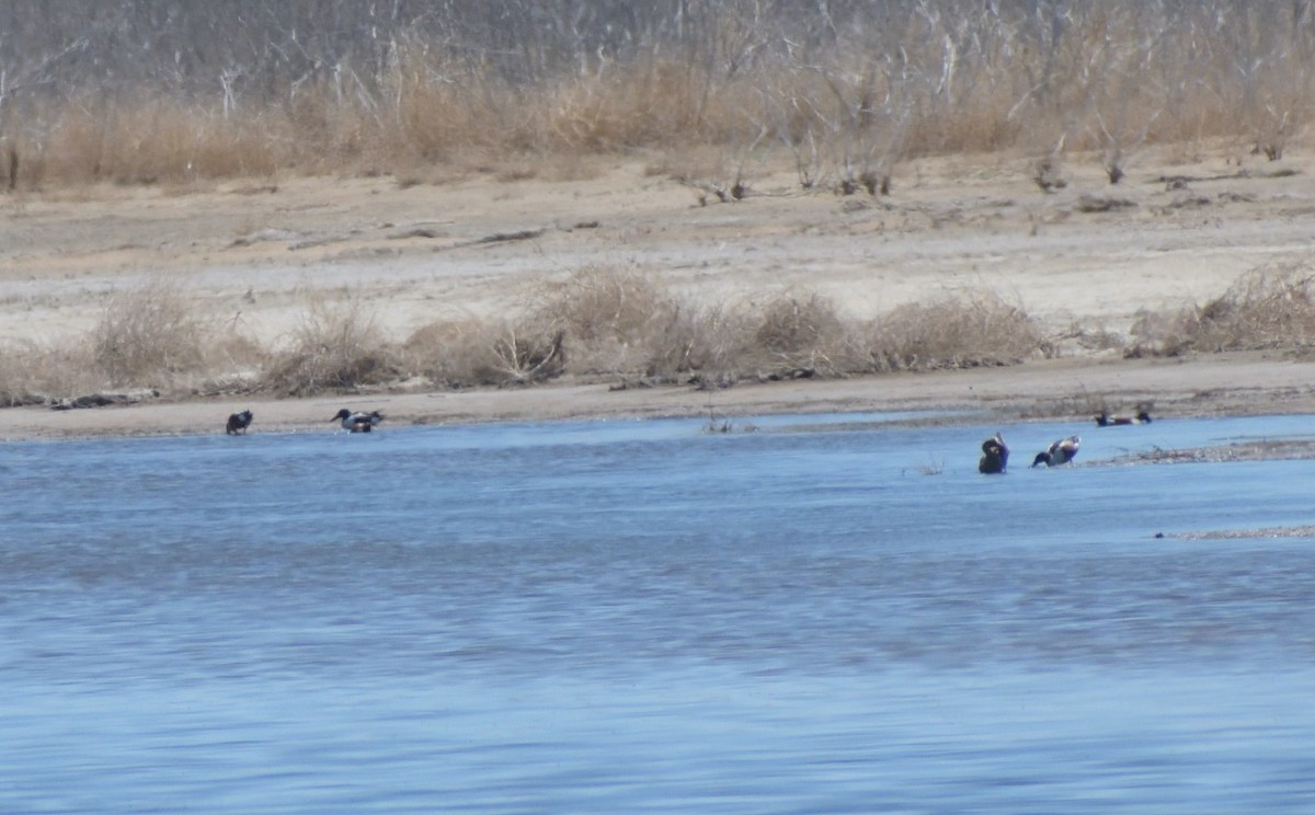 Northern Shoveler - ML619454076