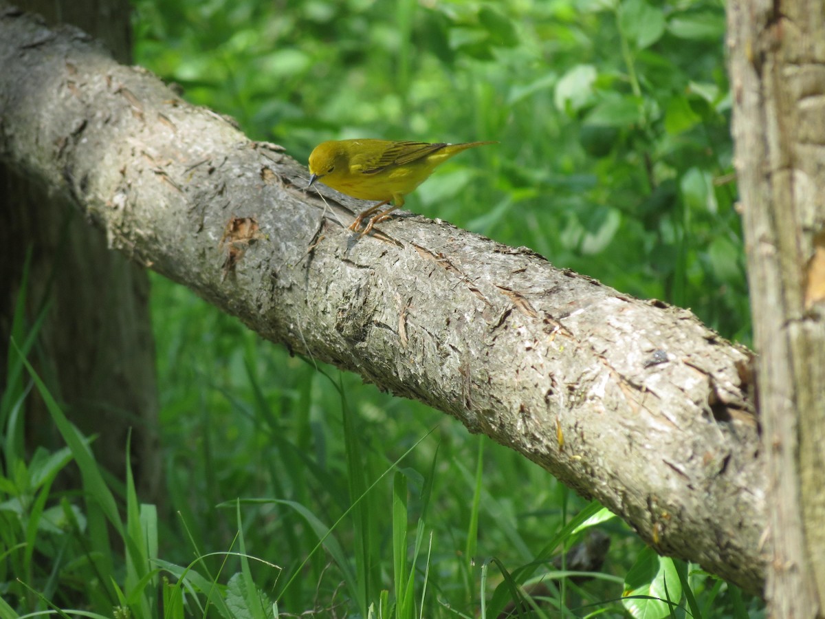 Yellow Warbler - Zofia Laubitz