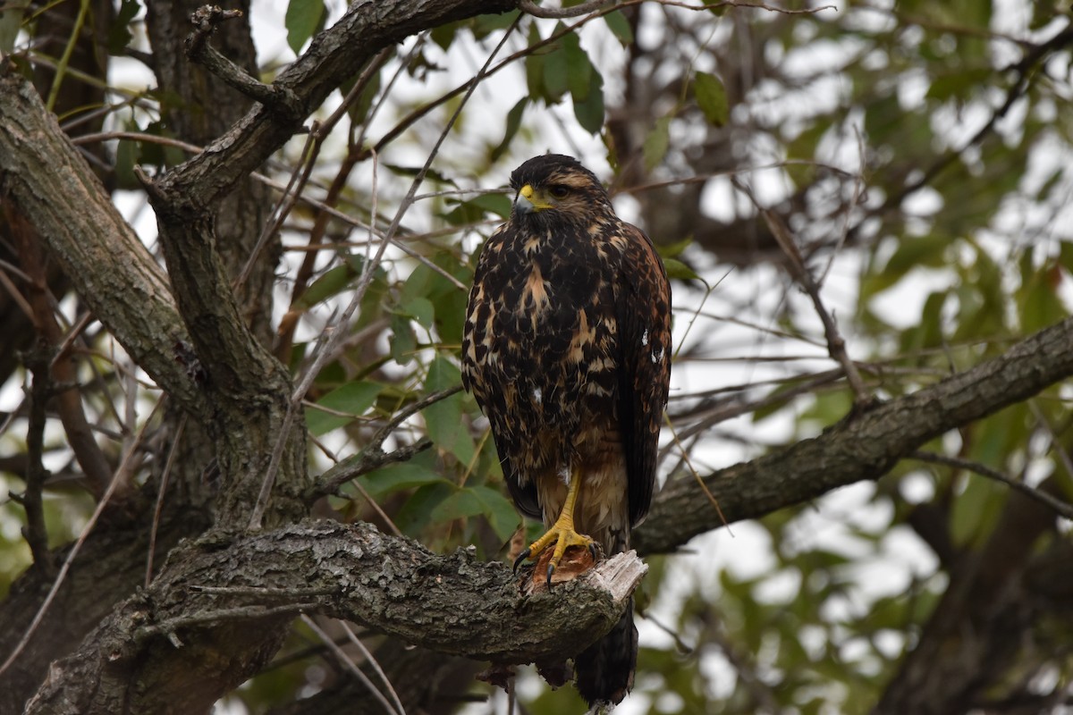 Harris's Hawk - ML619454084