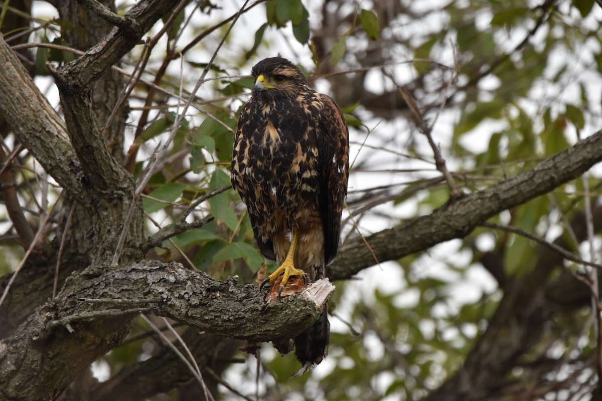 Harris's Hawk - ML619454085