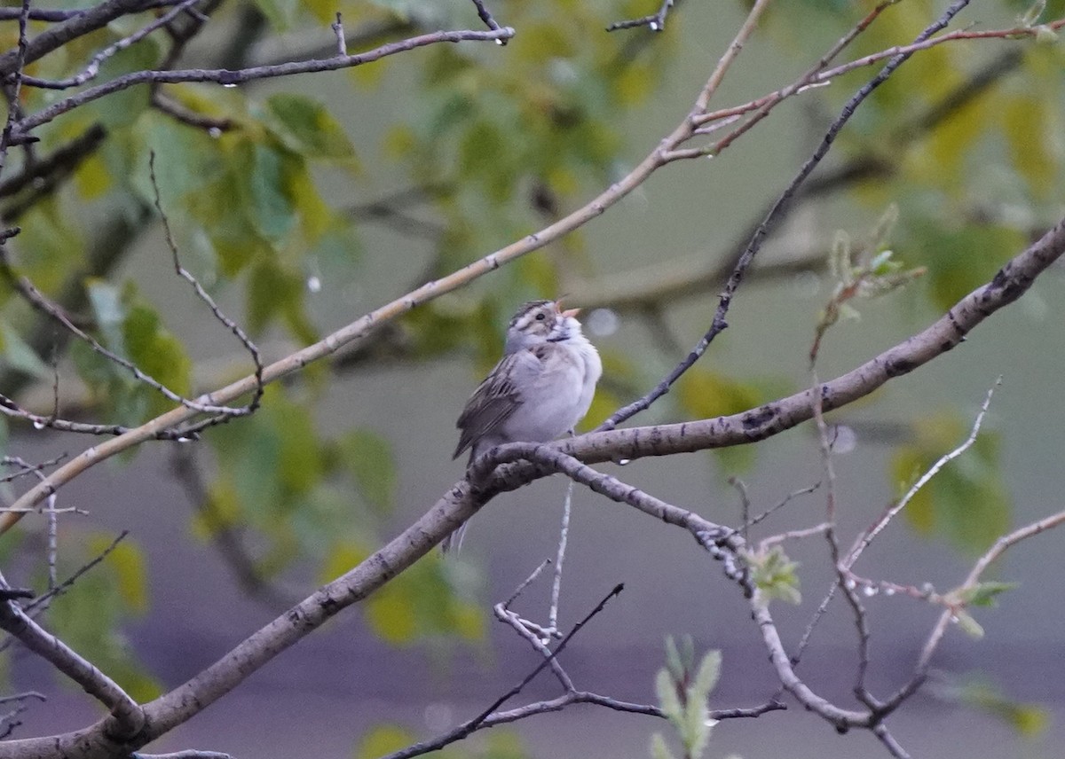 Clay-colored Sparrow - Pam Hardy