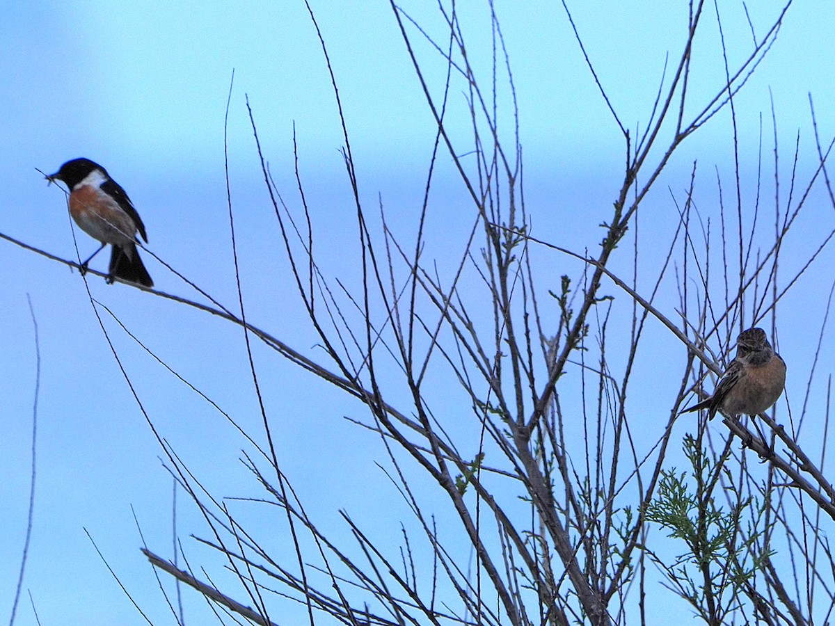 Whinchat - Brian Carruthers