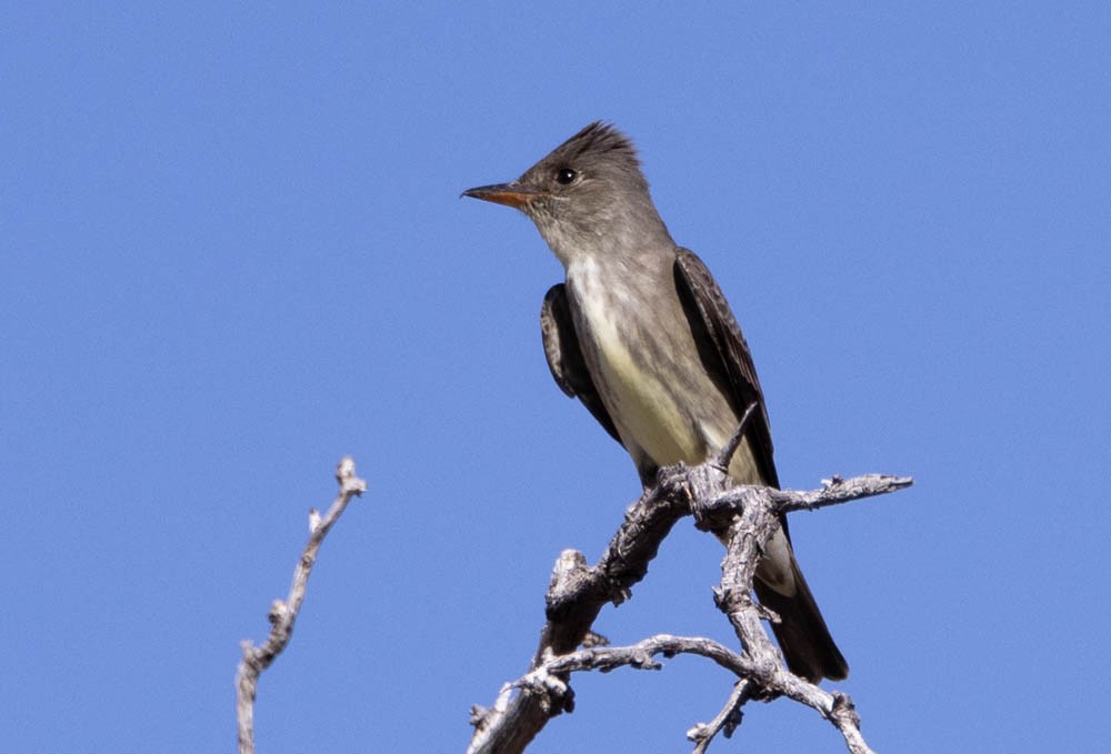 Olive-sided Flycatcher - Marty Herde