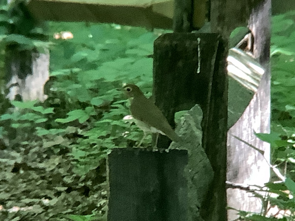 Swainson's Thrush - Vivian Young