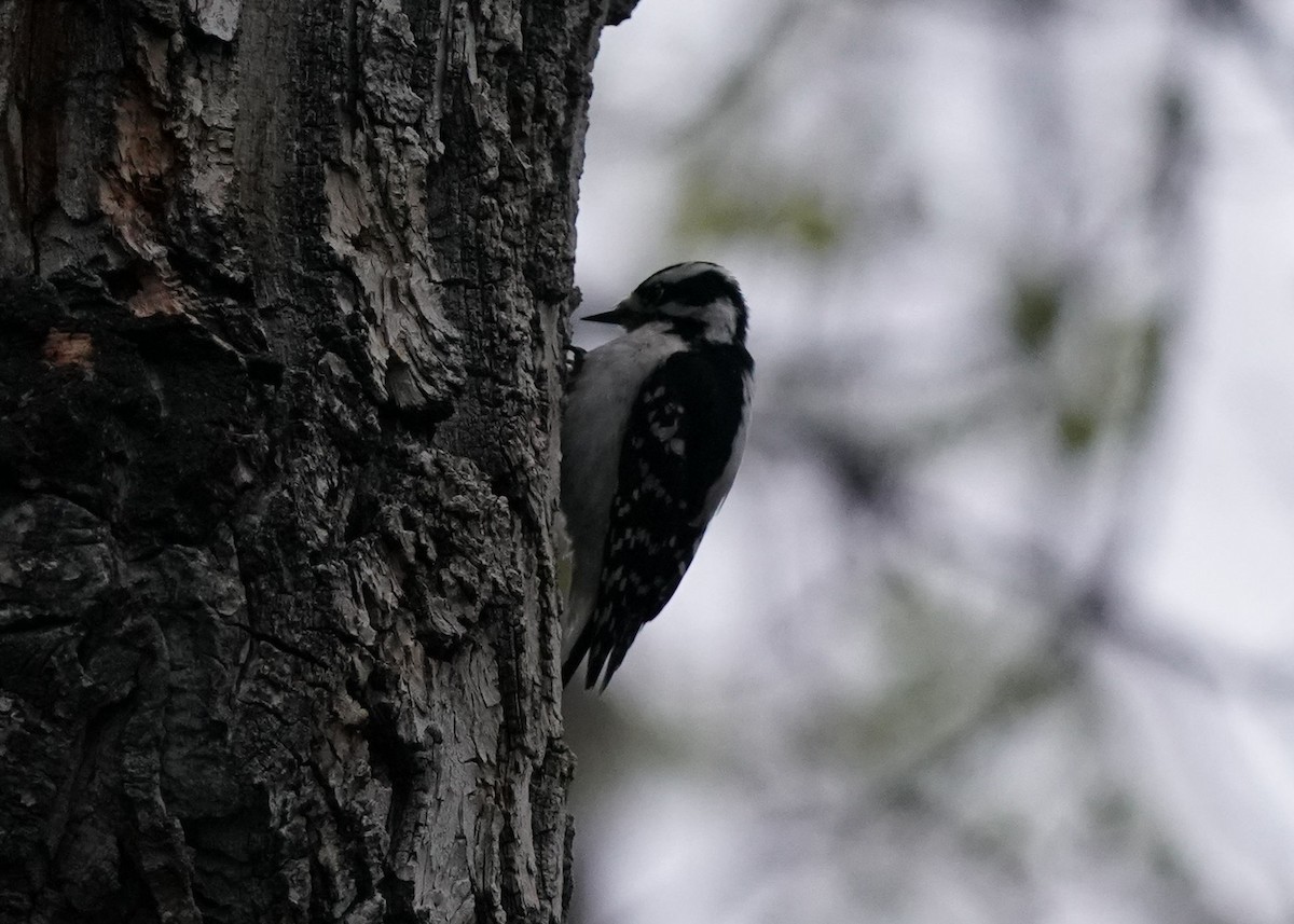 Downy Woodpecker - Pam Hardy