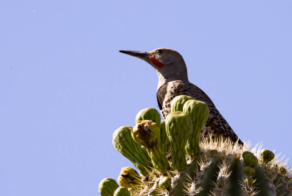 Gilded Flicker - Marty Herde