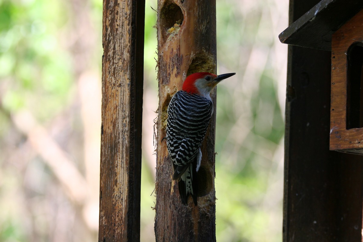 Red-bellied Woodpecker - Micheline Roy