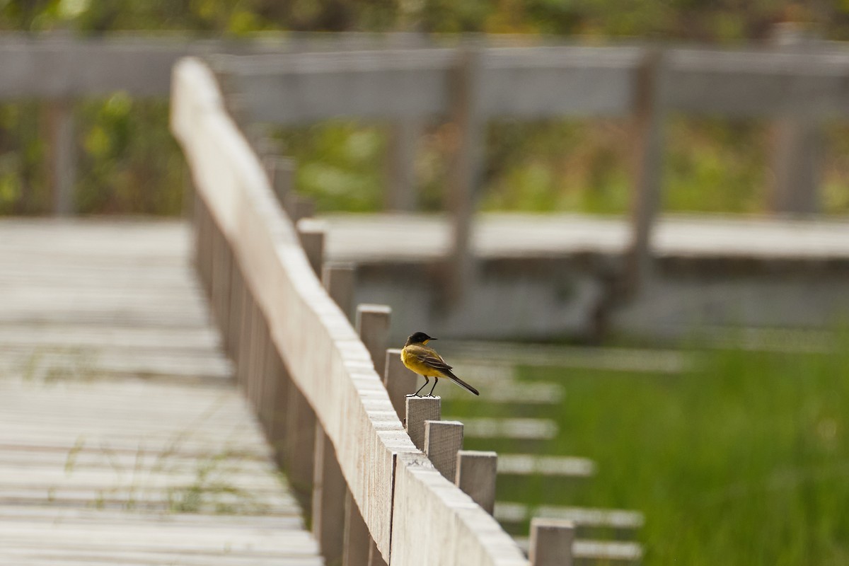 Western Yellow Wagtail - Anastasiia Pashkovskaia