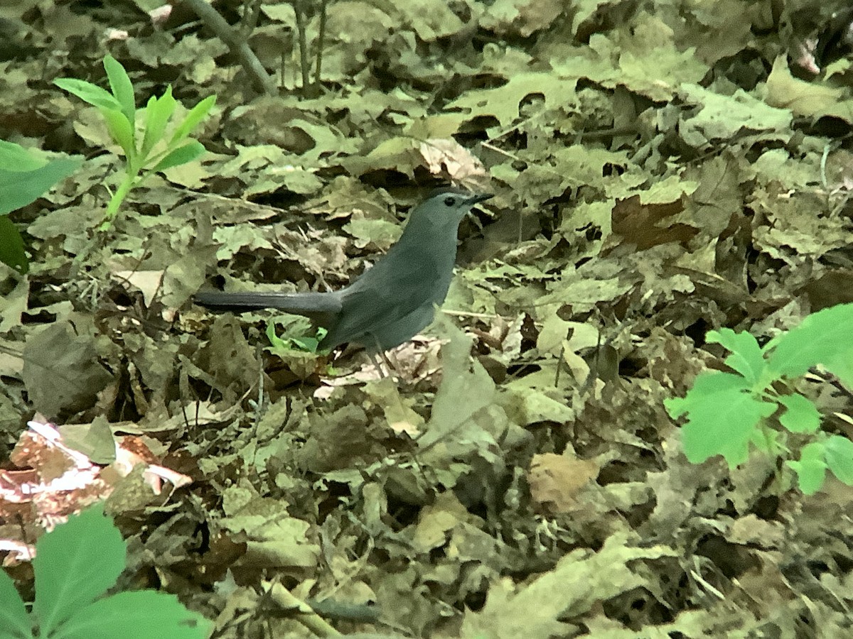 Gray Catbird - Vivian Young