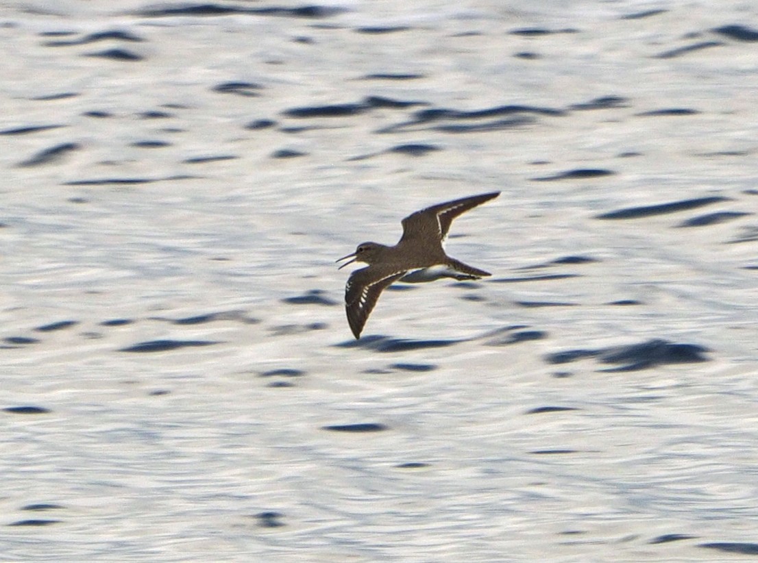 Common Sandpiper - Brian Carruthers