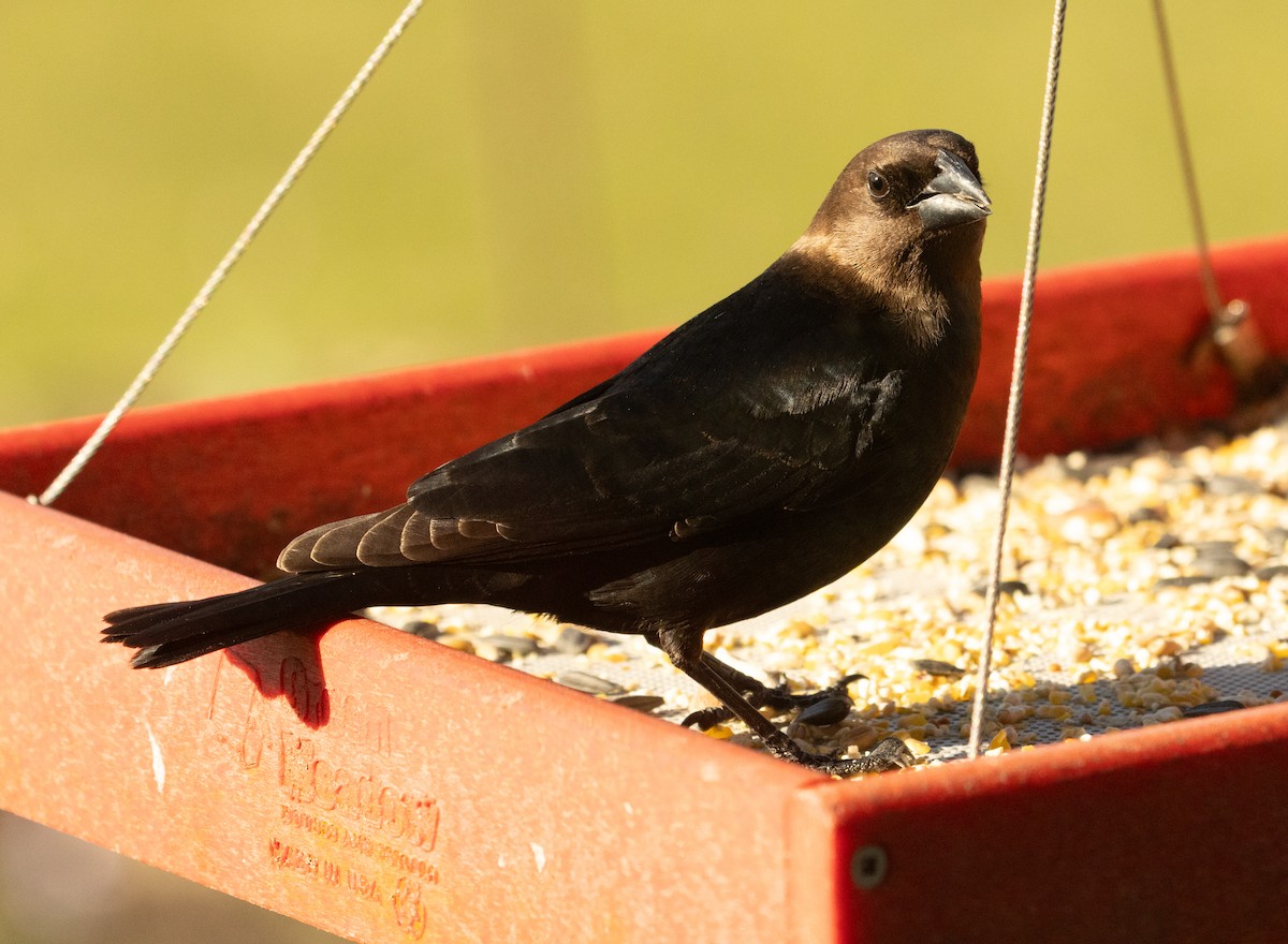 Brown-headed Cowbird - ML619454129