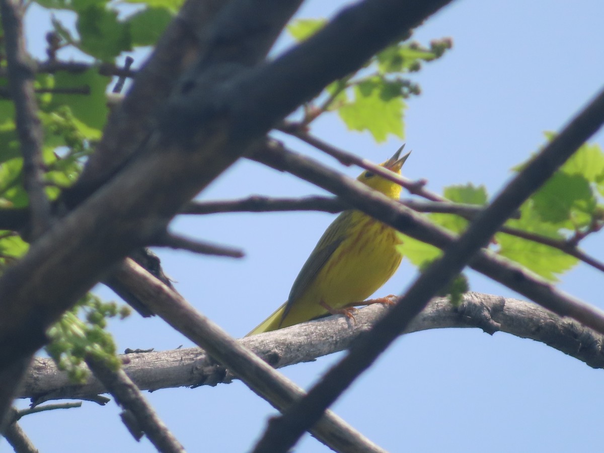 Yellow Warbler - Serge Benoit