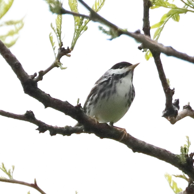 Blackpoll Warbler - Mark Ross