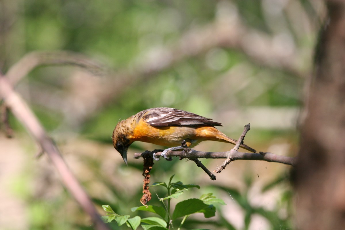 Baltimore Oriole - Micheline Roy